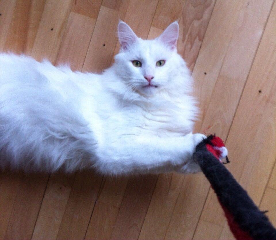 Maine Coon Zorro Ice billede 19