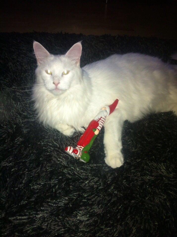 Maine Coon Zorro Ice billede 20