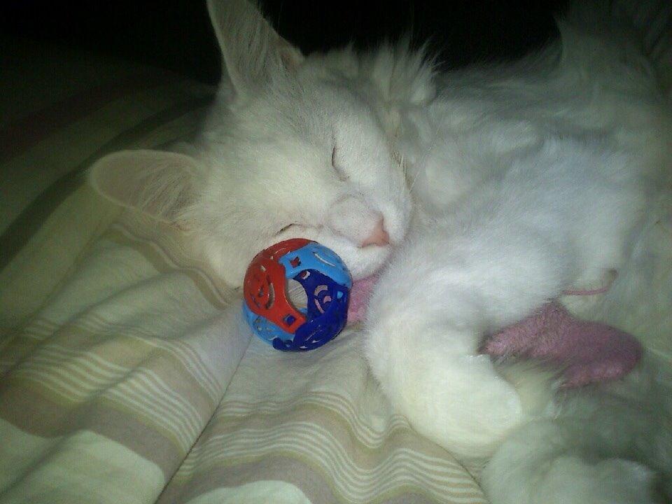 Maine Coon Zorro Ice billede 21