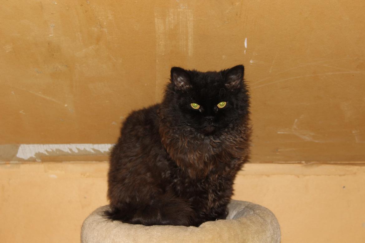 Selkirk Rex  SGCA/TGC IP Lykken Curly Tsarina of Tzari billede 35