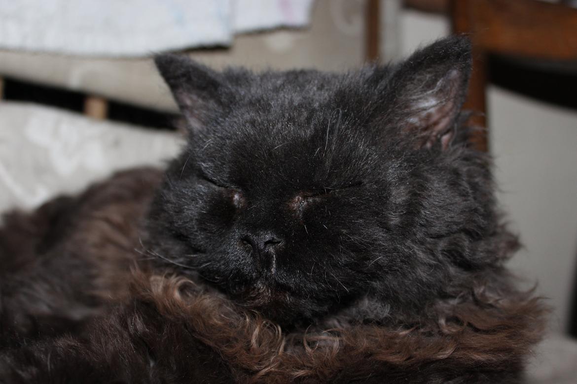 Selkirk Rex  SGCA/TGC IP Lykken Curly Tsarina of Tzari - Det gør av når man har haft snuden for langt fremme/(men er helet helt usynligt) billede 37