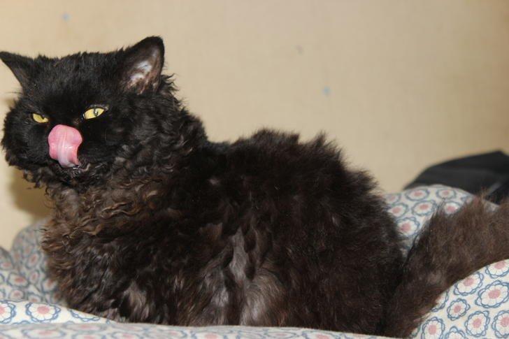 Selkirk Rex  SGCA/TGC IP Lykken Curly Tsarina of Tzari - Gene simmons har kamp til stregen billede 4