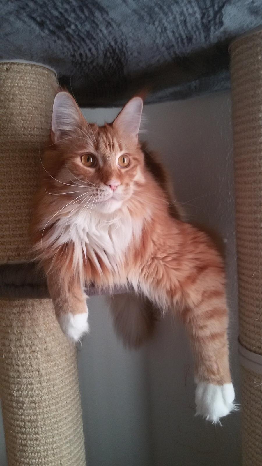 Maine Coon Obi wan kenobi billede 4