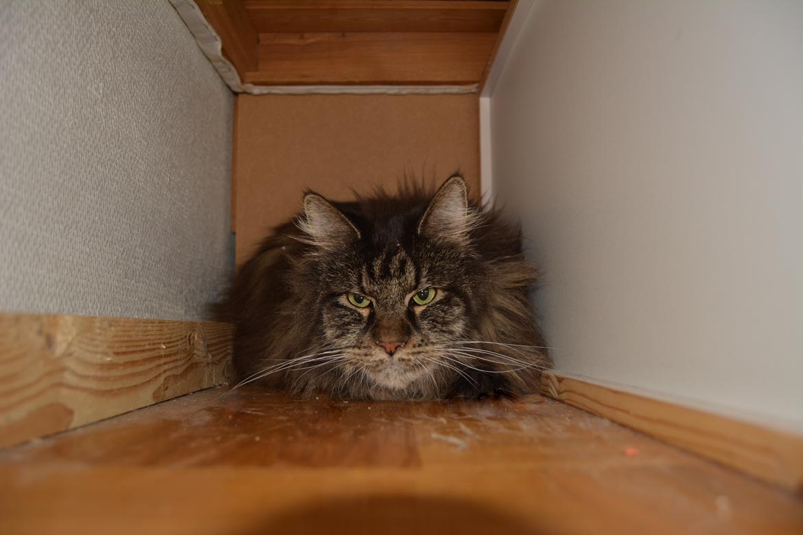 Maine Coon Basse  - få timer efter vi fik ham billede 1