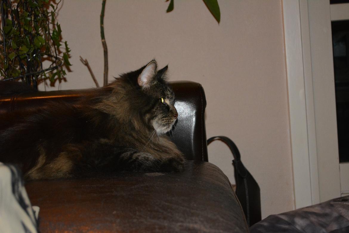 Maine Coon Basse  - sofahygge billede 3