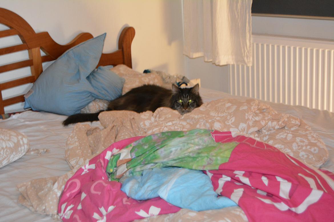 Maine Coon Basse  - gemmer mig i sengen så ingen kan se mig billede 4