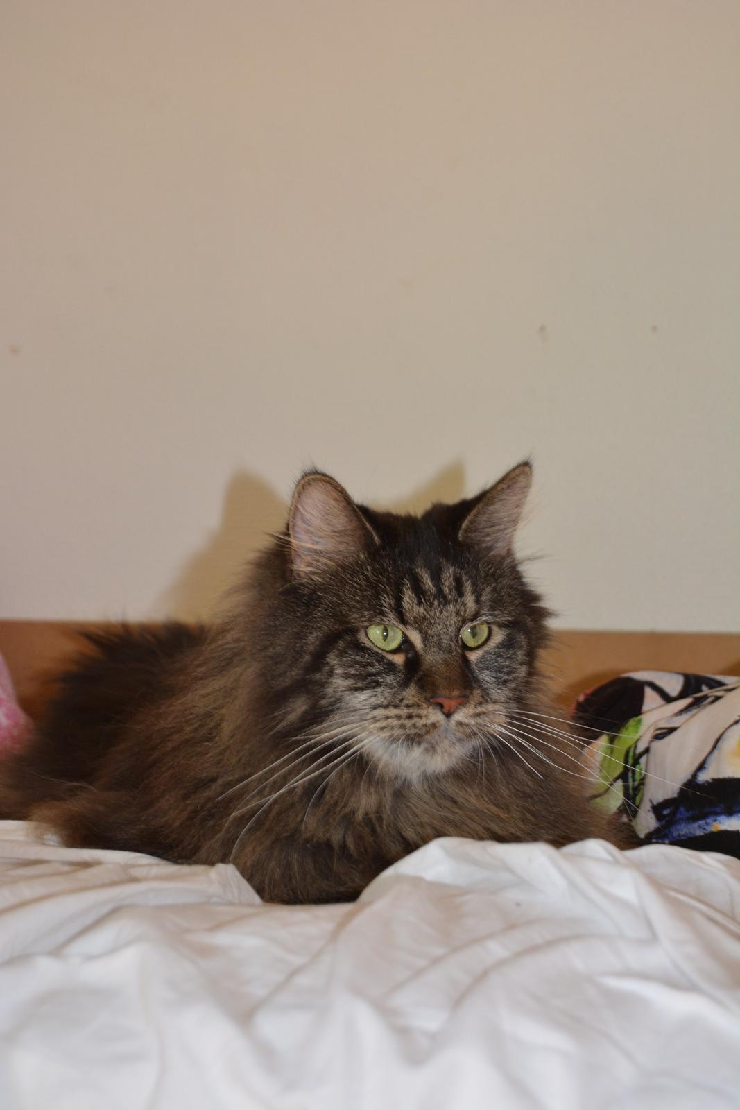 Maine Coon Basse  billede 6