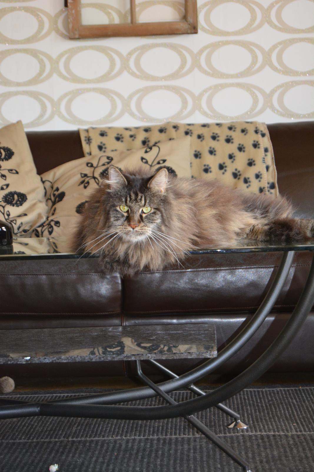 Maine Coon Basse  - Mit ynglings sted at ligge billede 7