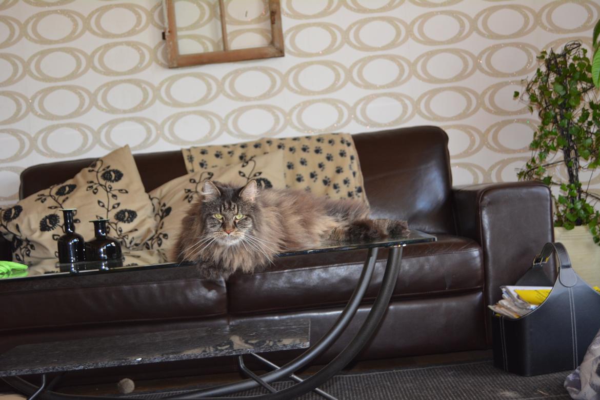 Maine Coon Basse  billede 8