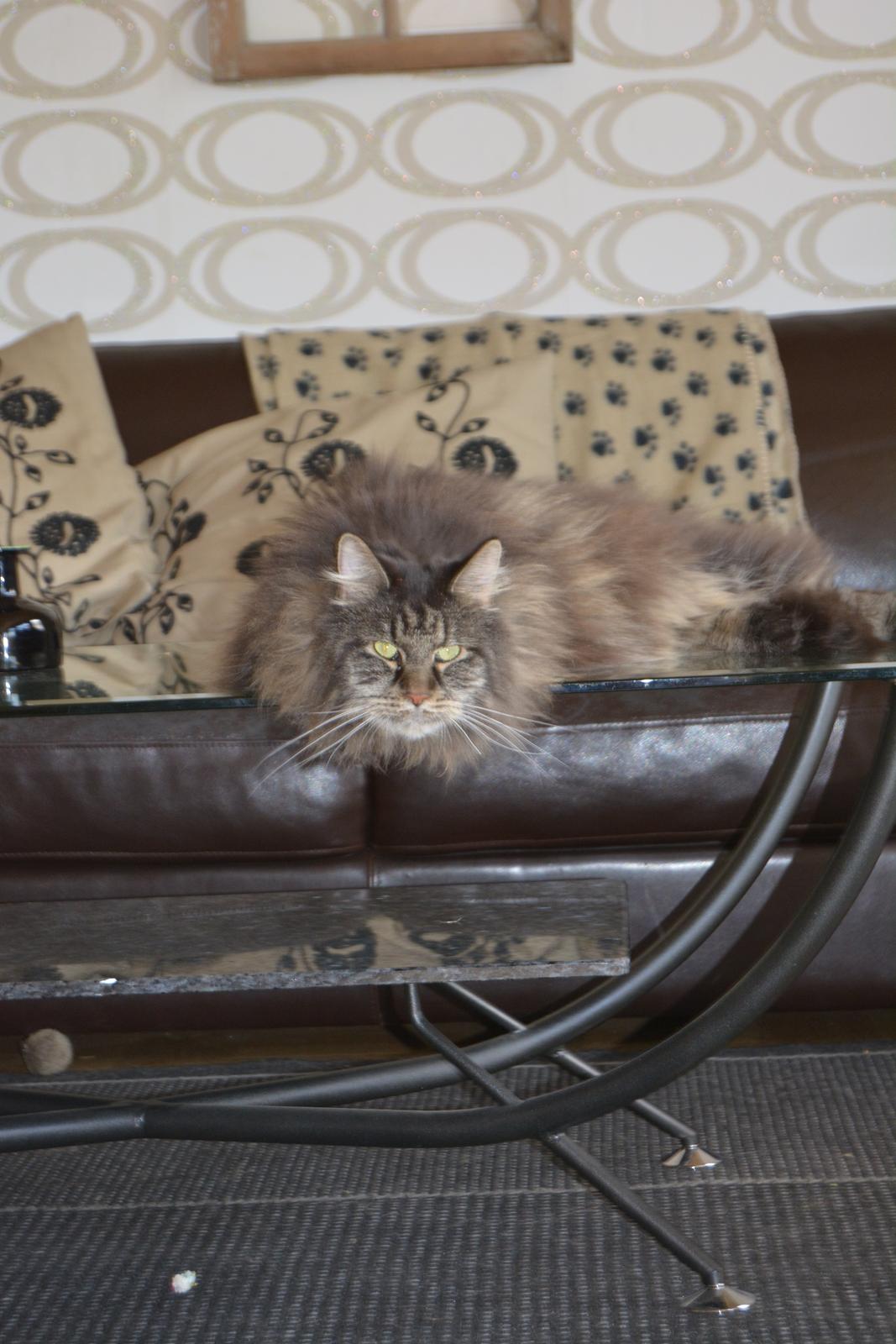 Maine Coon Basse  billede 9