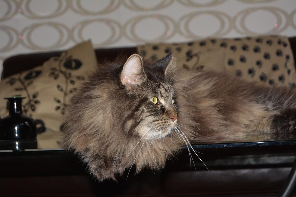 Maine Coon Basse  billede 10