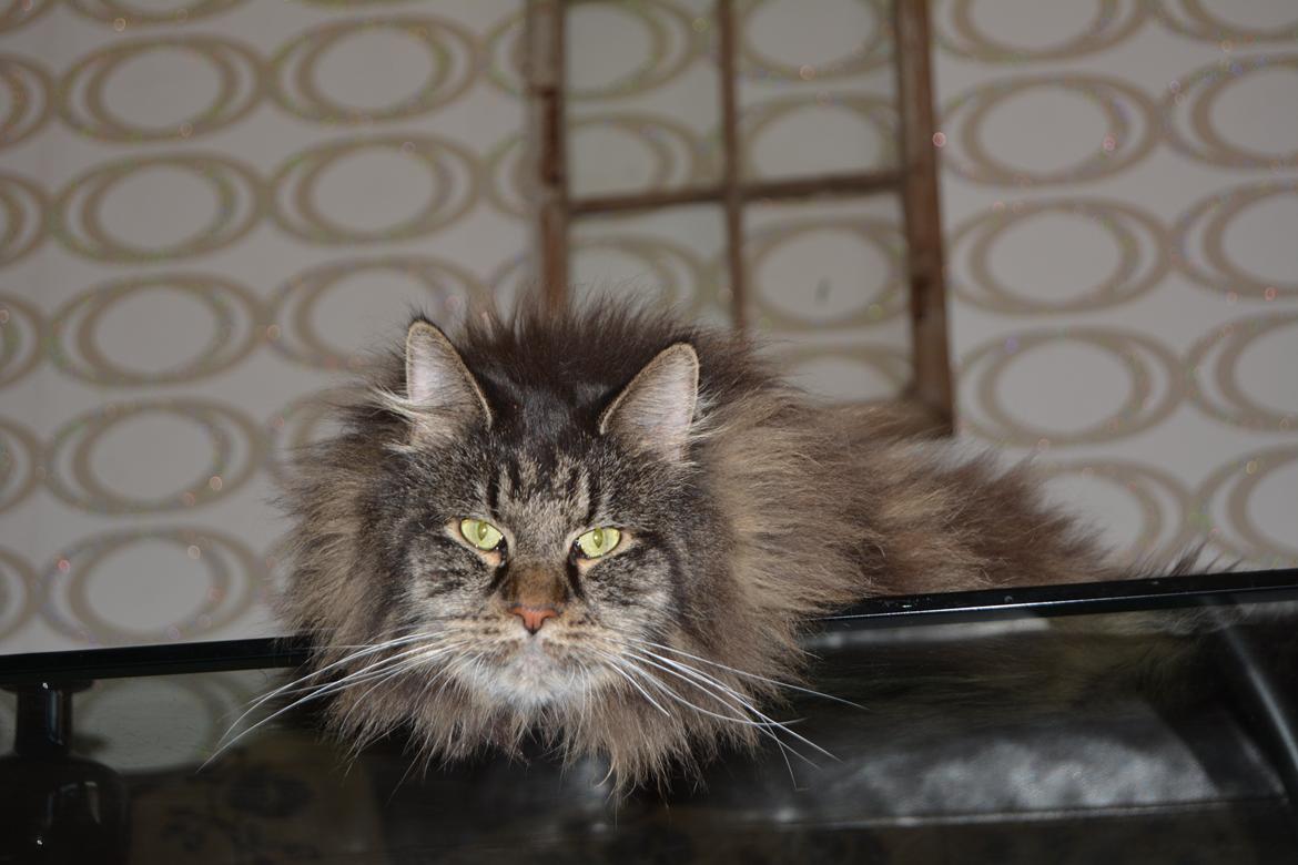 Maine Coon Basse  billede 11