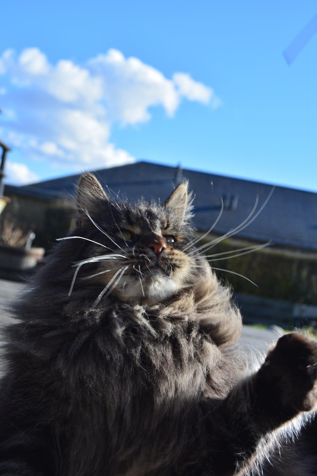 Maine Coon Basse  billede 13