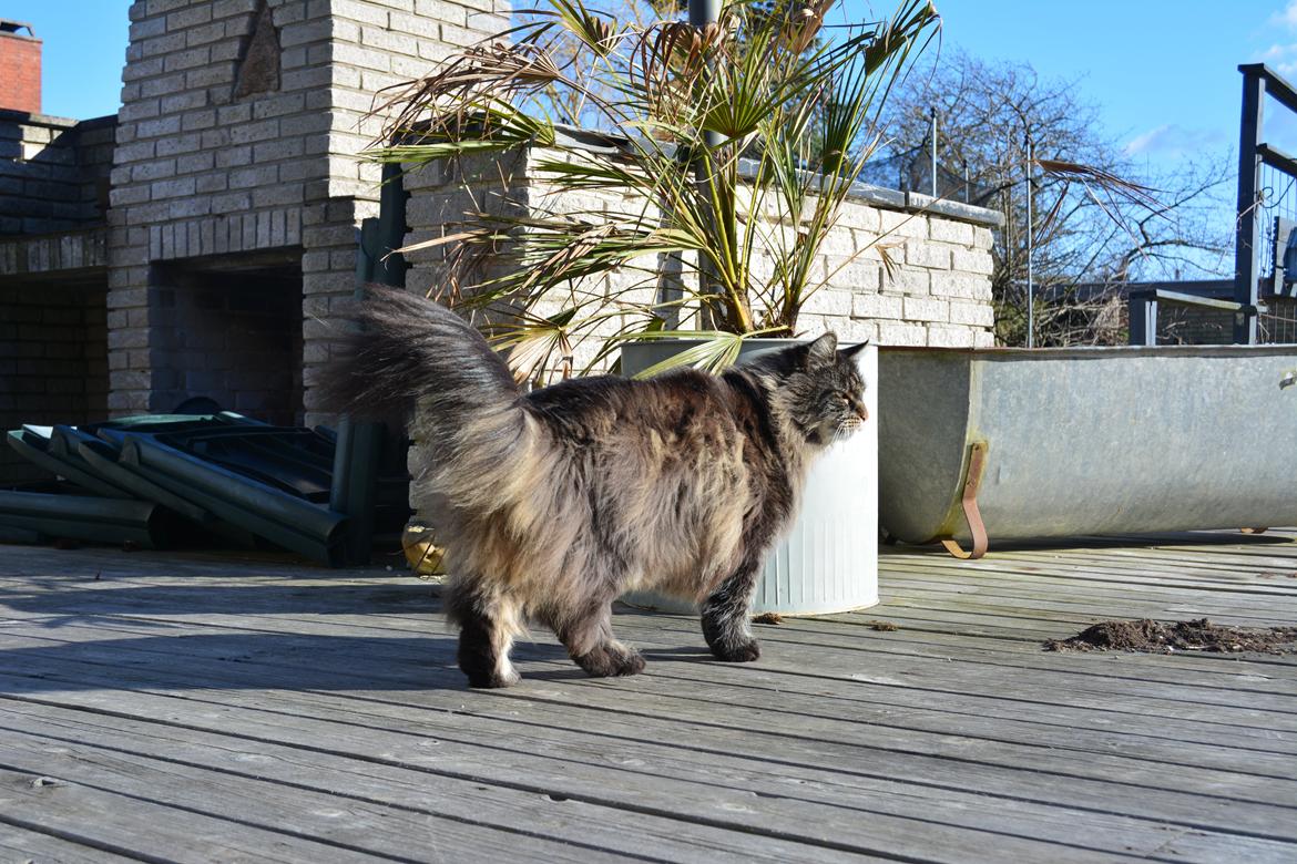 Maine Coon Basse  - Vind i håret billede 14