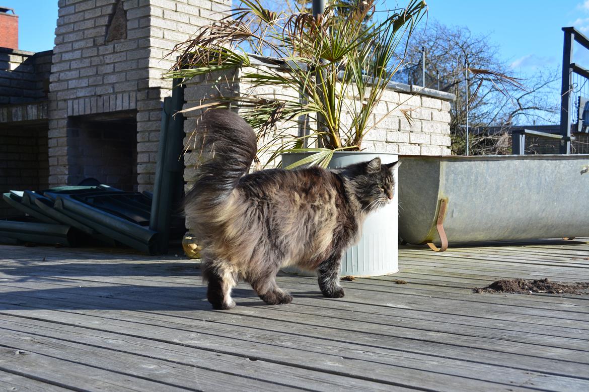 Maine Coon Basse  billede 15