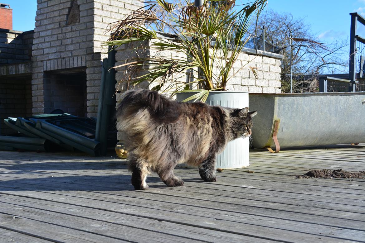 Maine Coon Basse  billede 16