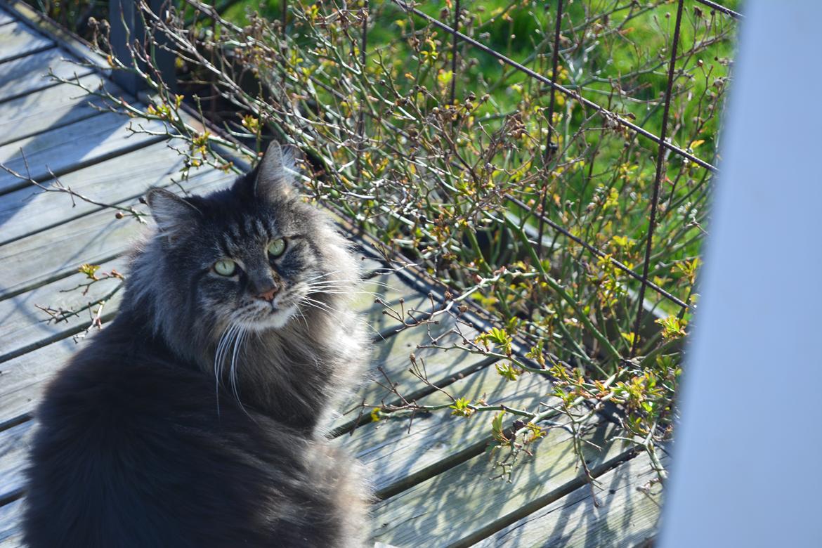 Maine Coon Basse  billede 18