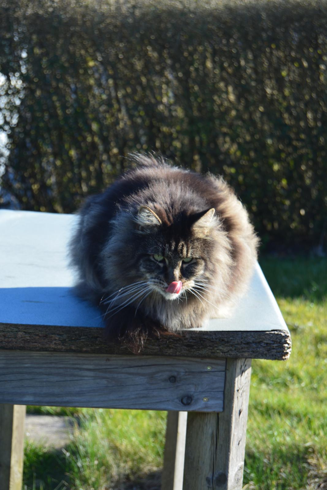 Maine Coon Basse  billede 20