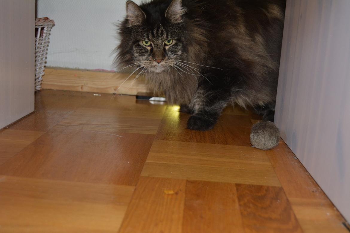 Maine Coon Basse  - på opdagelse  billede 2