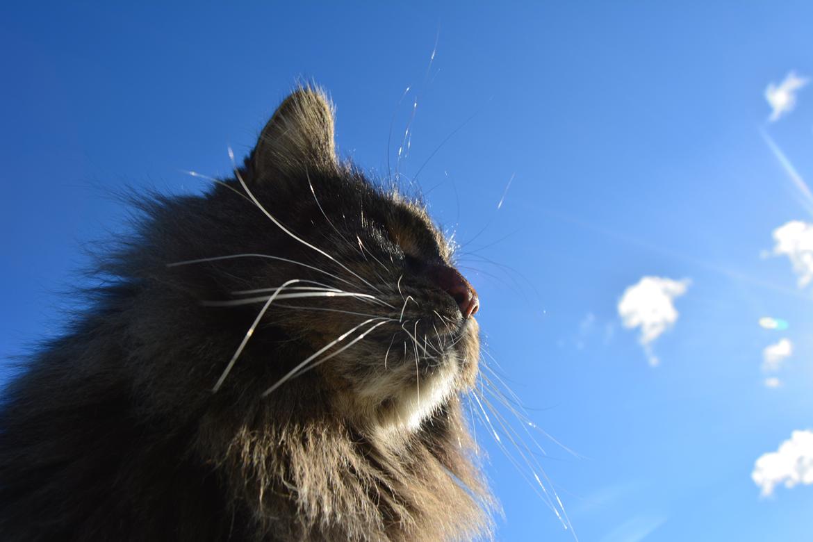 Maine Coon Basse  billede 21