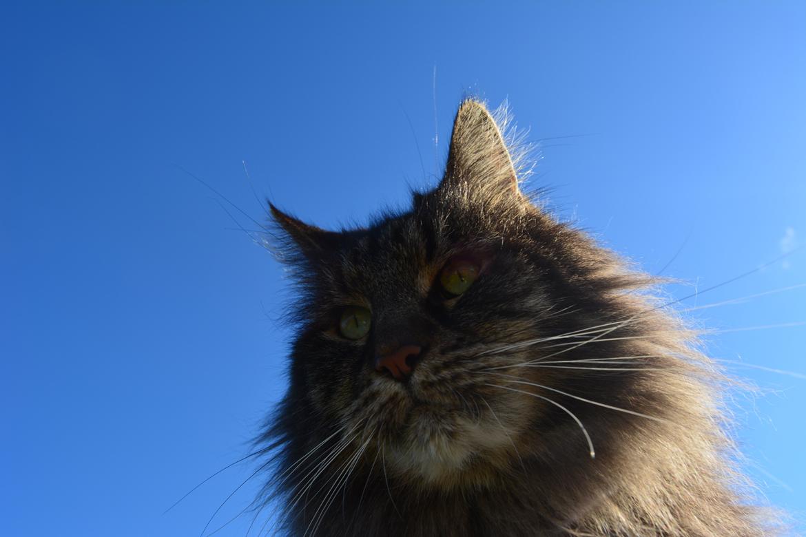 Maine Coon Basse  billede 22