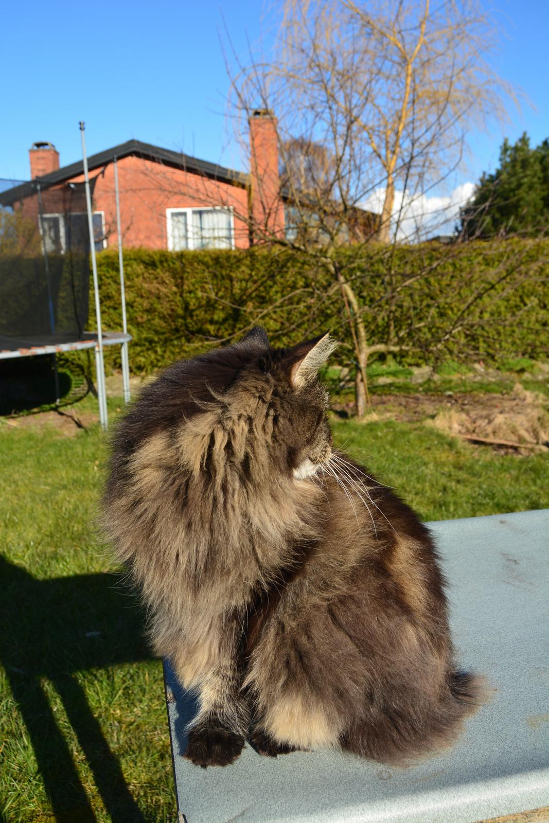 Maine Coon Basse  billede 23