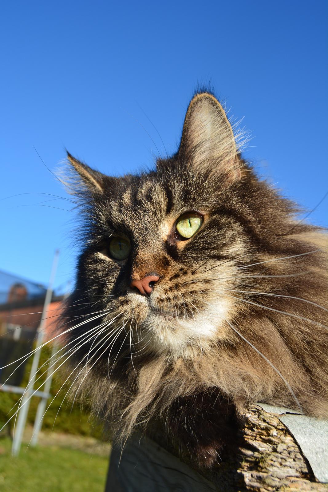 Maine Coon Basse  billede 24