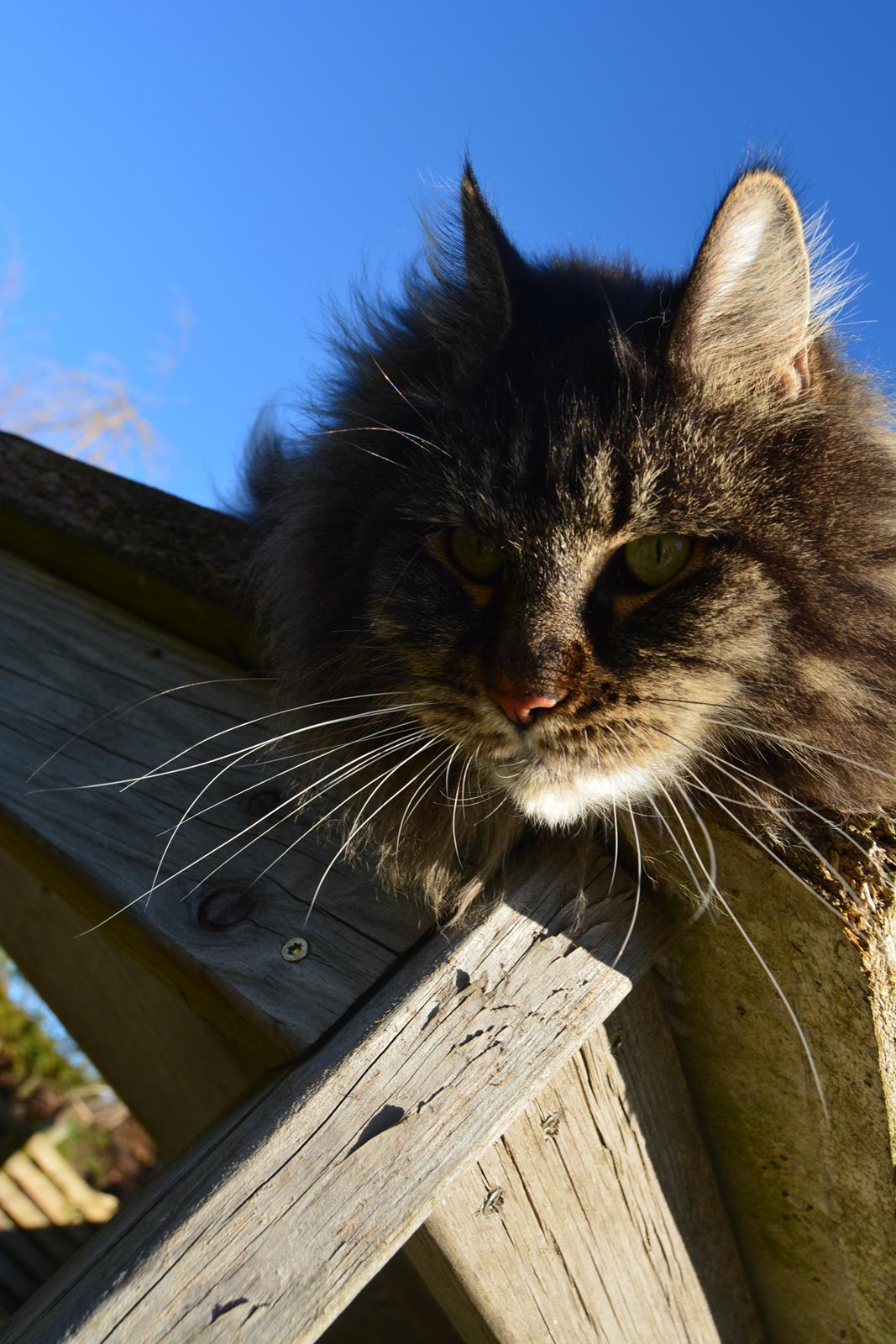 Maine Coon Basse  billede 25