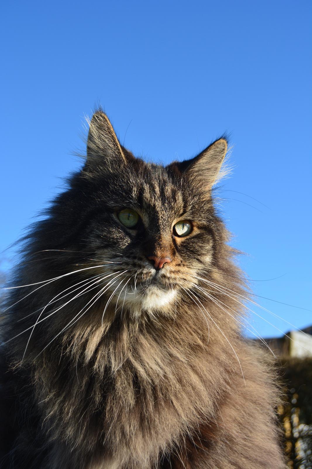 Maine Coon Basse  billede 26