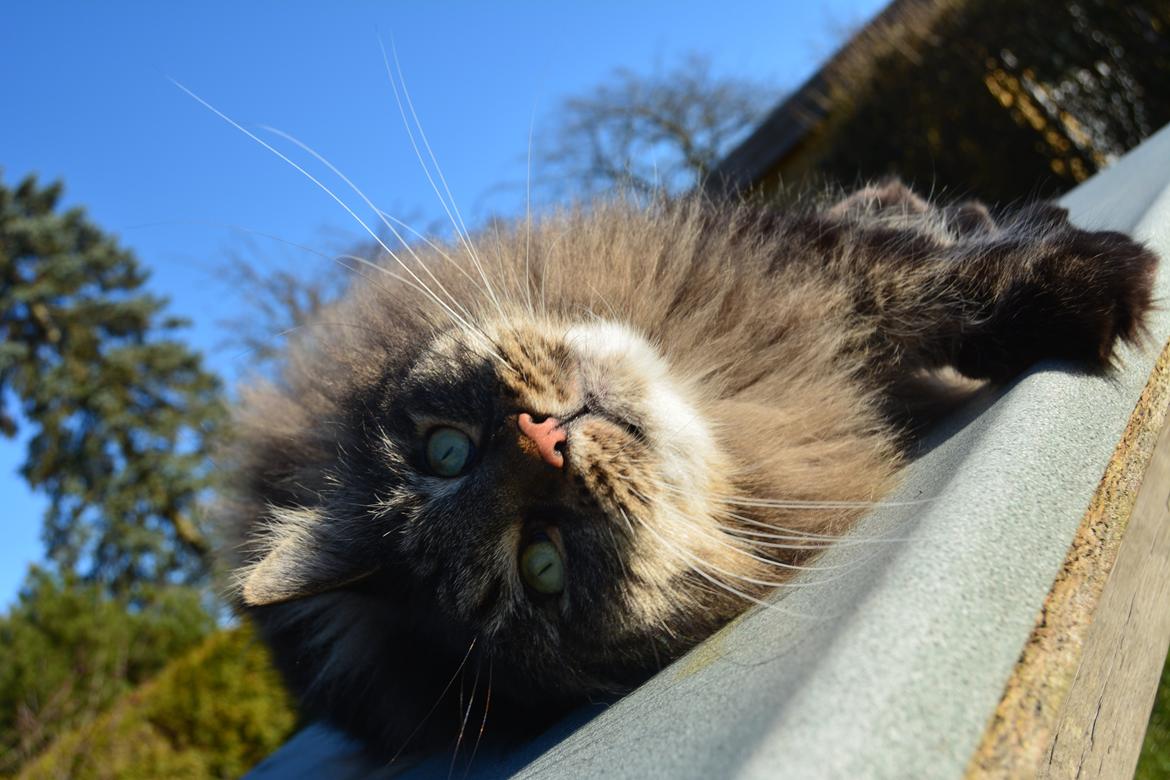 Maine Coon Basse  billede 27