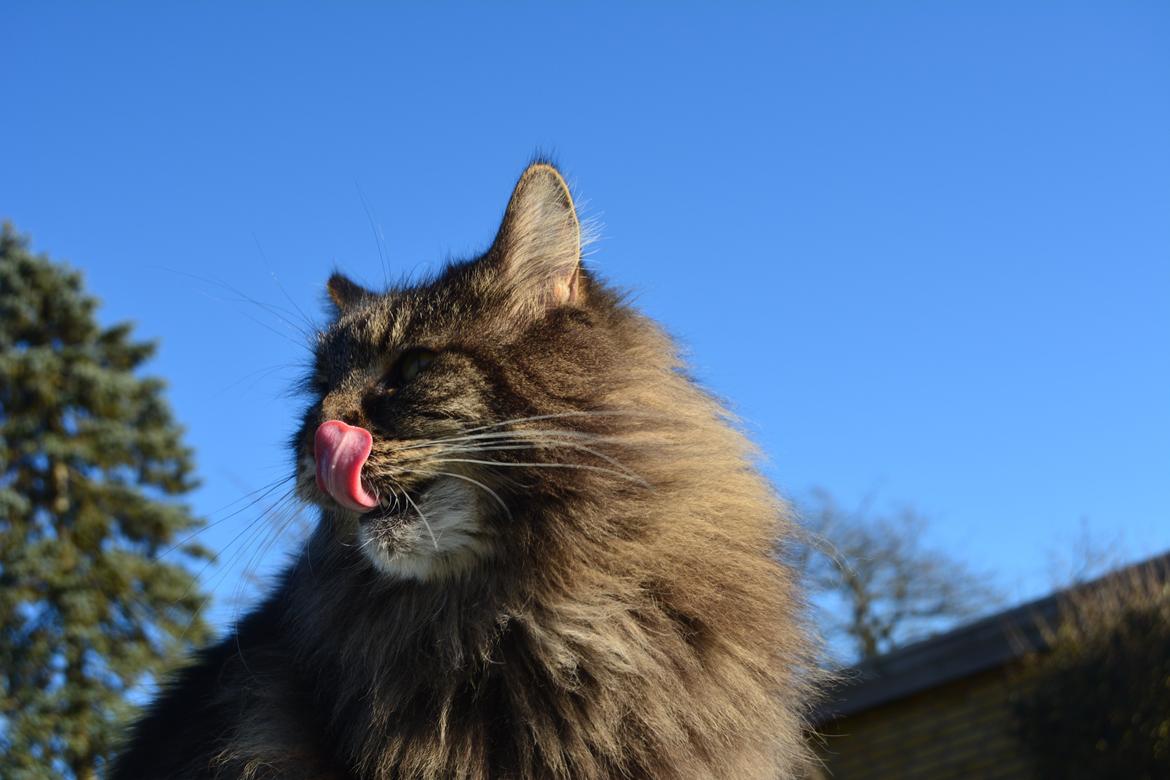 Maine Coon Basse  billede 29