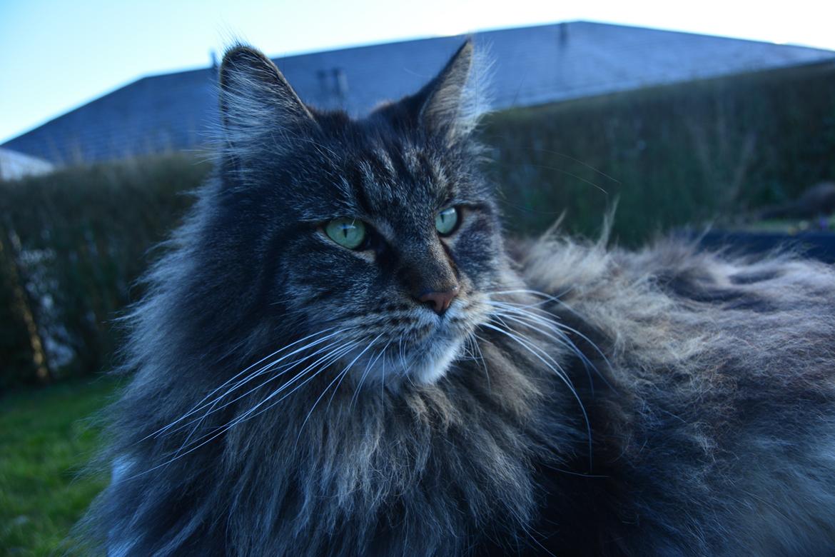 Maine Coon Basse  billede 30