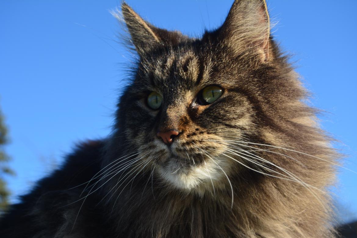 Maine Coon Basse  billede 28