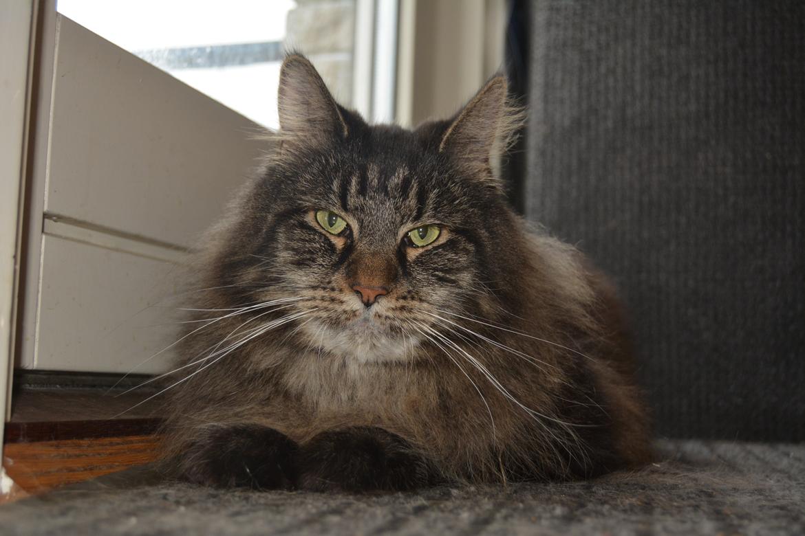 Maine Coon Basse  billede 31