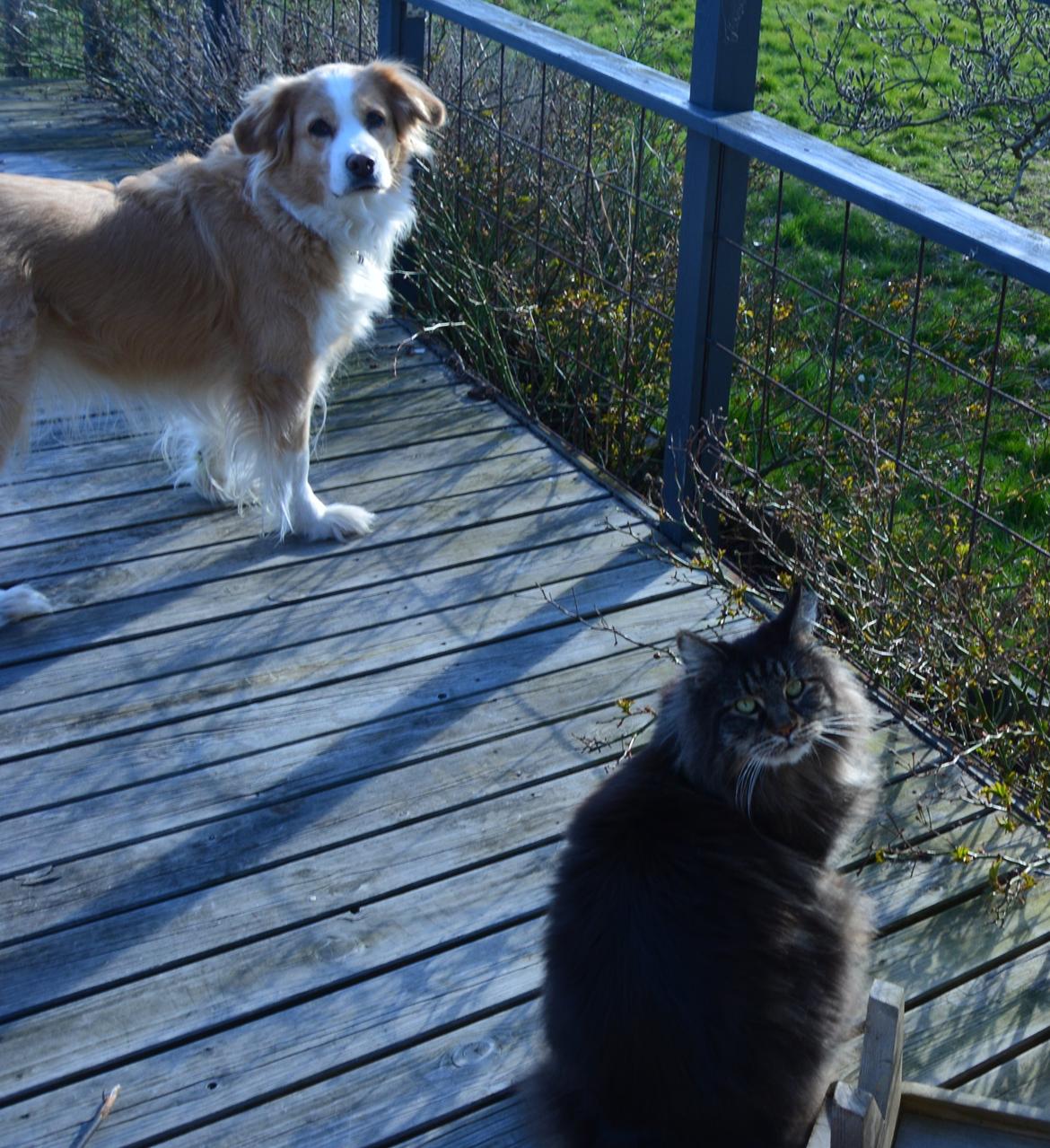 Maine Coon Basse  - Sammen med min bedste ven billede 17