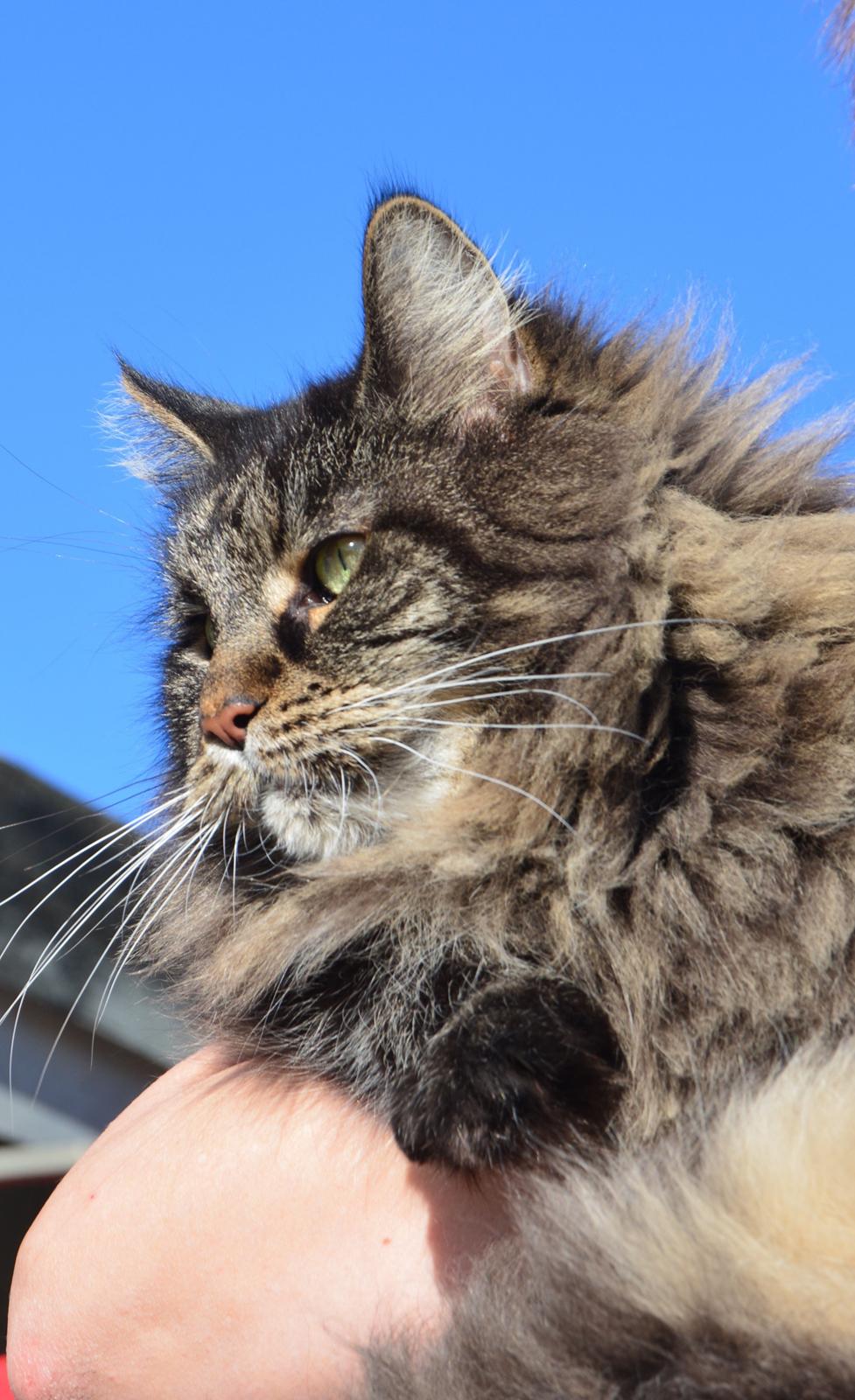 Maine Coon Basse  billede 19