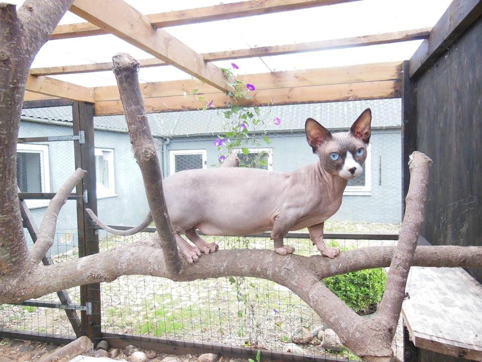 Sphynx Igor. billede 1