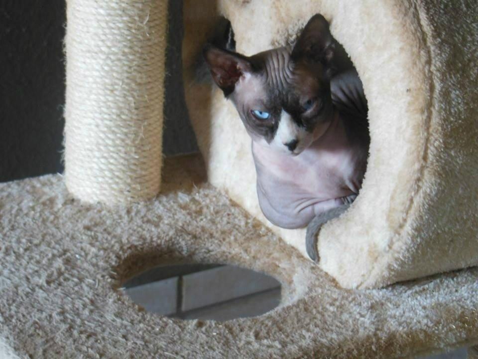 Sphynx Igor. billede 2