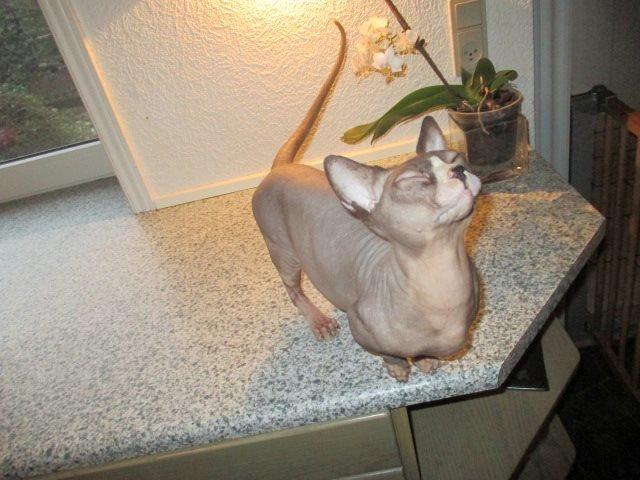 Sphynx Igor. billede 3