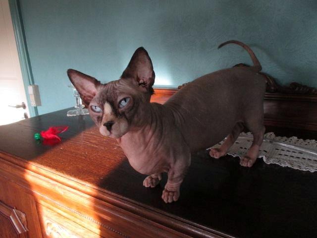 Sphynx Igor. billede 4