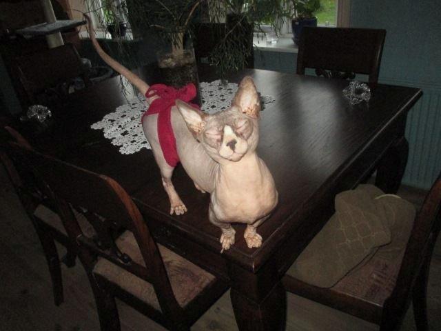 Sphynx Igor. billede 5