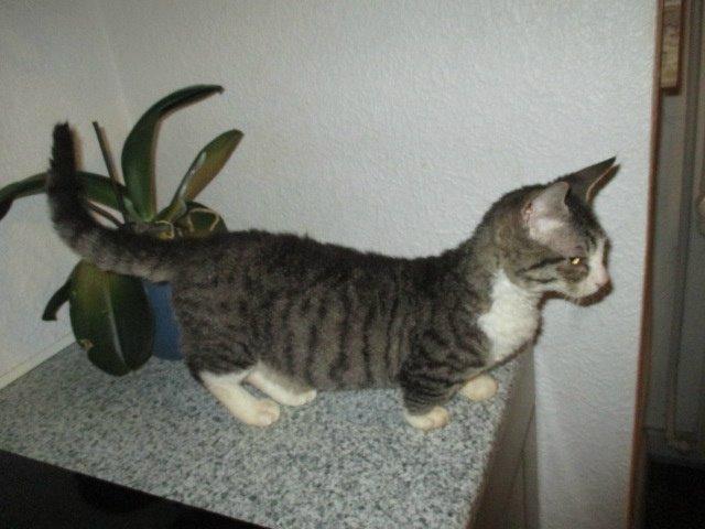 Munchkin Fuzzi billede 1