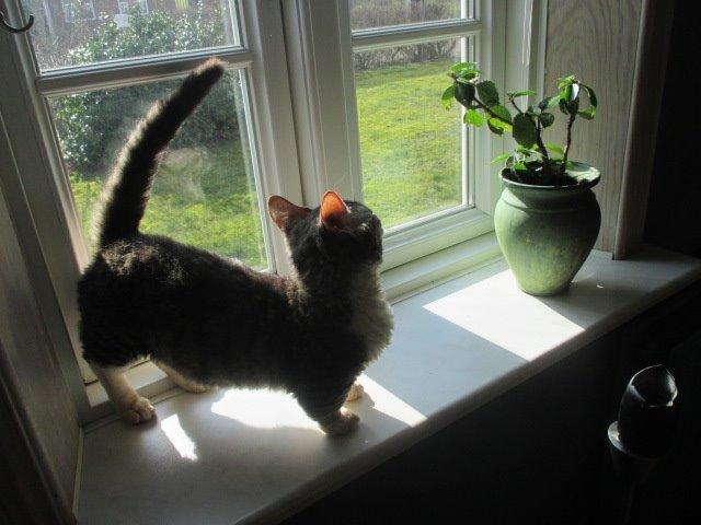 Munchkin Fuzzi billede 4