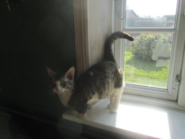 Munchkin Fuzzi billede 6