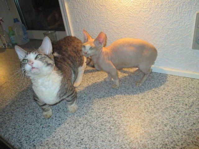 Munchkin Fuzzi billede 2