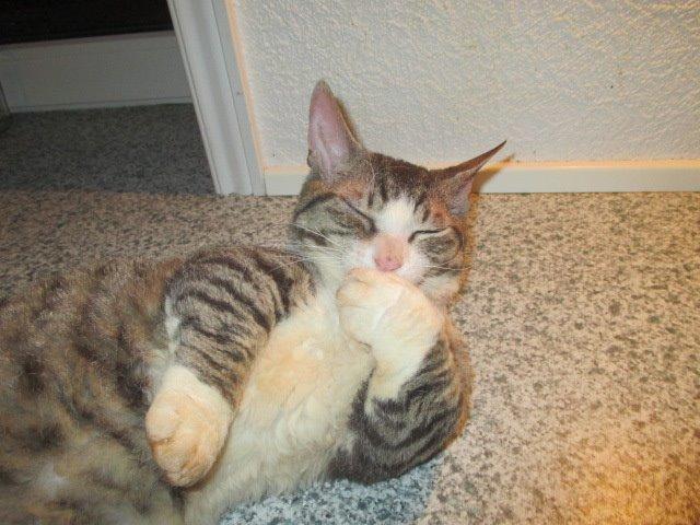 Munchkin Fuzzi billede 3