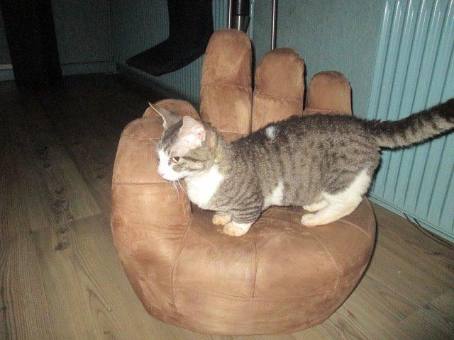 Munchkin Fuzzi billede 7