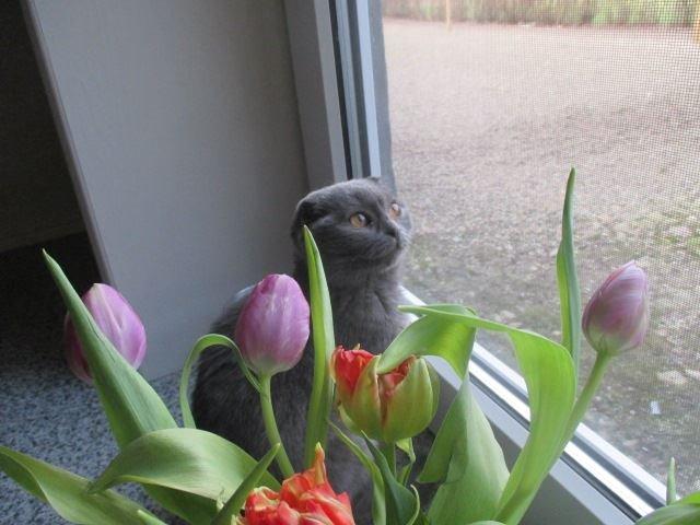 Scottish Fold Owlivia billede 1