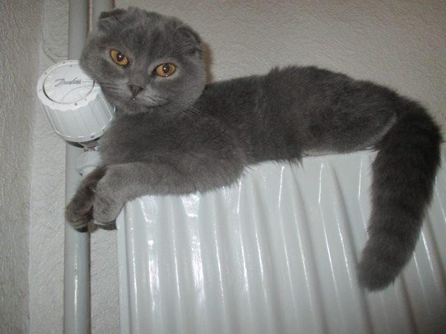 Scottish Fold Owlivia billede 2