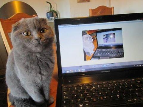 Scottish Fold Owlivia billede 3